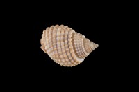 藏品(織紋螺)的圖片